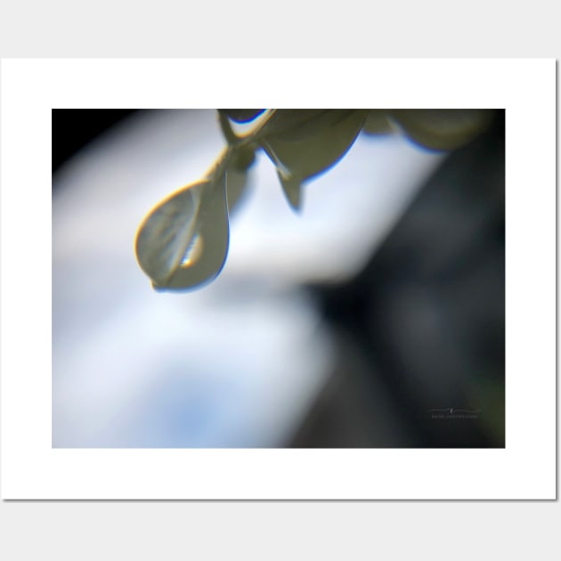 Water Droplet on Hydrangea Silhouette Wall Art by racheldwilliams